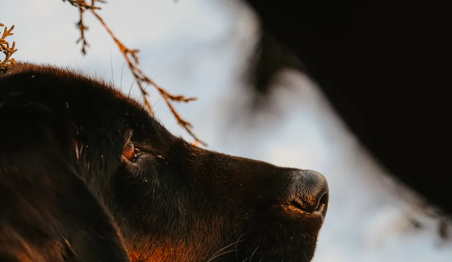 Close-up of a black Labrador retriever watching from the edge of the blind
