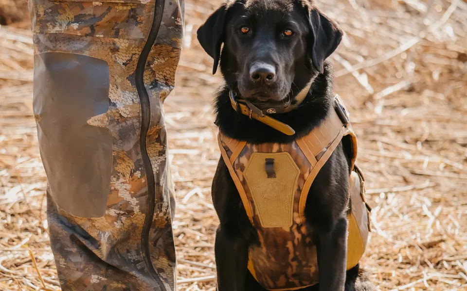 Black Labrador retriever in a hunting vest sitting beside a hunter in a cut field