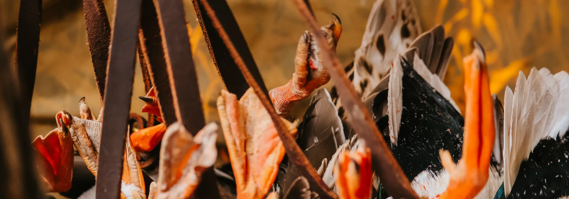 Orange duck feet hanging from a leather duck strap after a hunt
