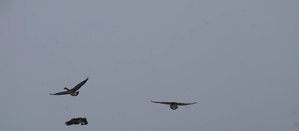 Canada geese flying across a gray winter sky