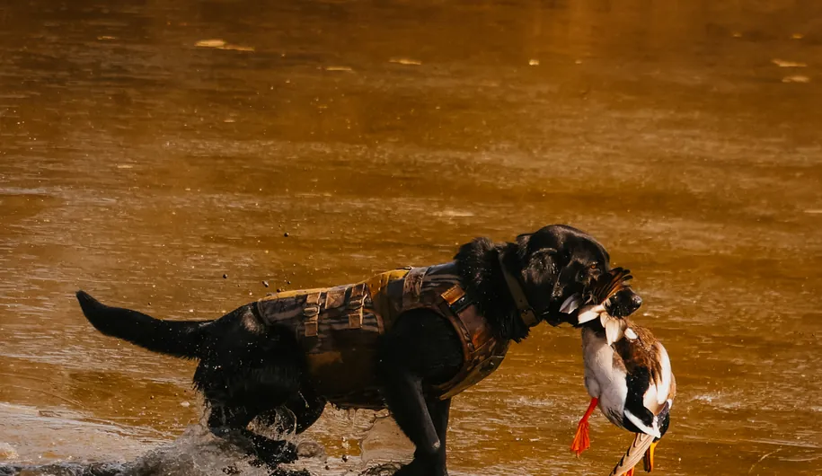Black Labrador retriever in a hunting vest carrying a mallard drake out of the water