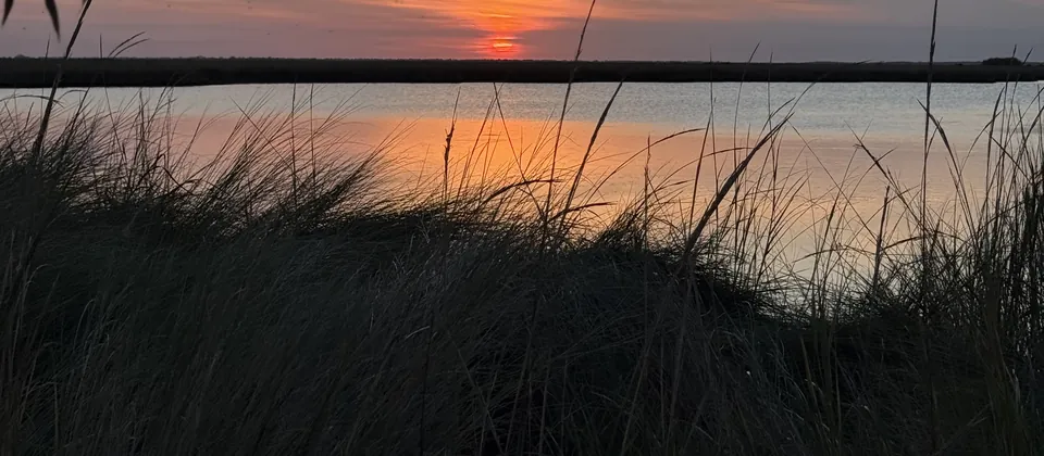 Marsh grass silhouetted against a sunset over the water