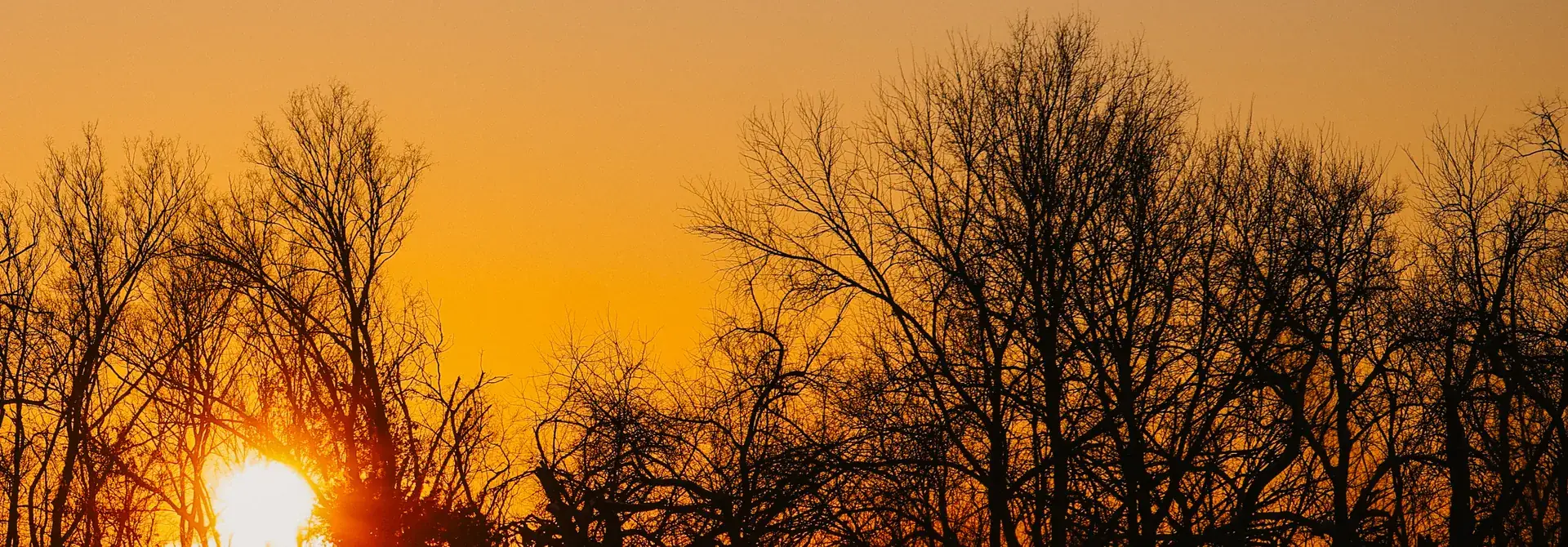Sun setting behind a bare winter tree line