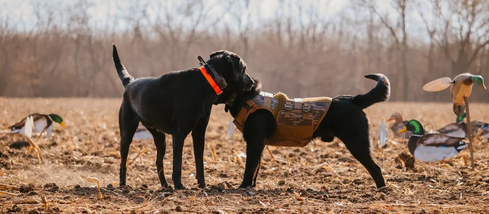 Two black Labrador retrievers meeting in a field set with duck decoys